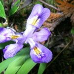 Iris lacustris Flor