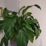 Spathiphyllum blandum Φύλλο