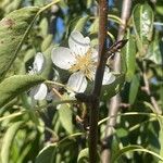 Pyrus communisFlower