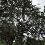 Cordia africana Plante entière