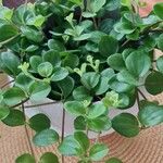 Peperomia rotundifolia Hoja