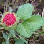 Potentilla indica Fruto