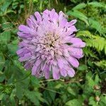 Knautia dipsacifoliaFlower