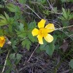 Ranunculus hispidusFlower