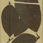 Ocotea tabacifolia 葉