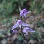 Cephalanthera rubraFlower