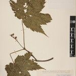 Acer caudatum Ostatní