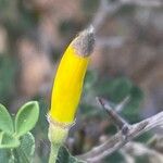 Cytisus lanigerus Flor