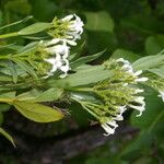 Declieuxia fruticosa Flower