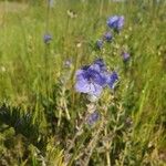 Phacelia distans Flower