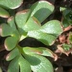 Ranunculus glacialis Leaf