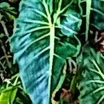 Philodendron cordatum Yaprak