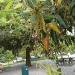 Quercus ilex Virág
