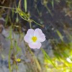 Baldellia repens Flower