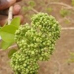 Strychnos spinosa Blatt