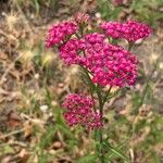 Achillea distans Flor