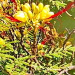 Erythrostemon gilliesii Flower