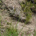 Carex sempervirens Fula