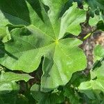Malva arborea Leaf