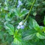 Stachytarpheta jamaicensis Flor