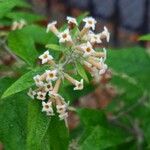 Buddleja auriculata Bloem