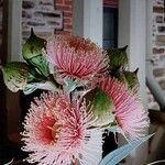 Corymbia ficifolia Blomst