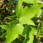 Clematis campestris Hoja