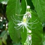 Capparis micracantha Floro