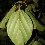 Coussapoa parviceps 葉
