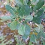 Pyrus bourgaeana Leaf