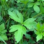 Ranunculus hispidus Leaf