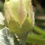 Malvella leprosa Flower