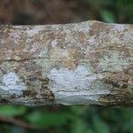 Schinus terebinthifolius Kůra