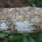 Schinus terebinthifolius Bark