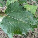 Populus tremula葉