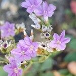 Limonium binervosumFlor