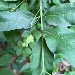 Euonymus atropurpureus Blatt