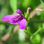 Dianthera laevilinguis Λουλούδι