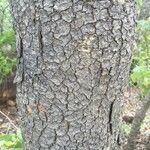 Commiphora mollis Casca