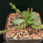 Euphorbia decidua Hábito