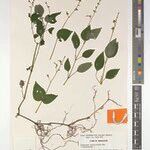 Isoglossa justicioides Otro