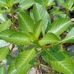 Ludwigia grandiflora Blad