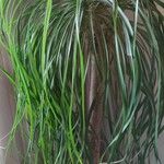 Beaucarnea recurvata ᱥᱟᱠᱟᱢ