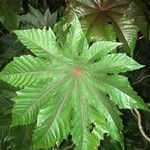 Ricinus communis Лист