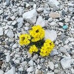 Erysimum jugicola Flower