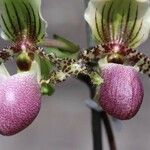 Paphiopedilum victoria-regina 花