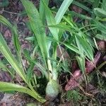 Epidendrum ramosum Leaf