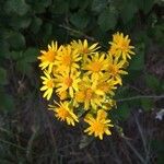Jacobaea aquatica Flor