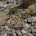 Petrosedum montanum Elinympäristö