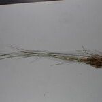 Carex unciniiformis Other